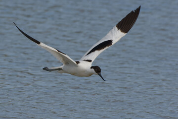 Pied Avocet (Recurvirostra avosetta) - Mallorca, Balearic Islands, Spain