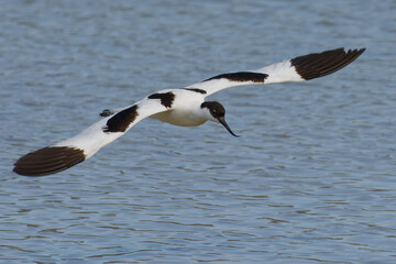 Pied Avocet (Recurvirostra avosetta) - Mallorca, Balearic Islands, Spain