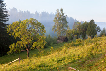 Abandoned  hut on the mountainn meadow on the fringe of spruce forest, broken wooden fence, big...