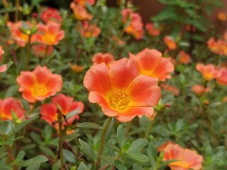 red tulips in garden