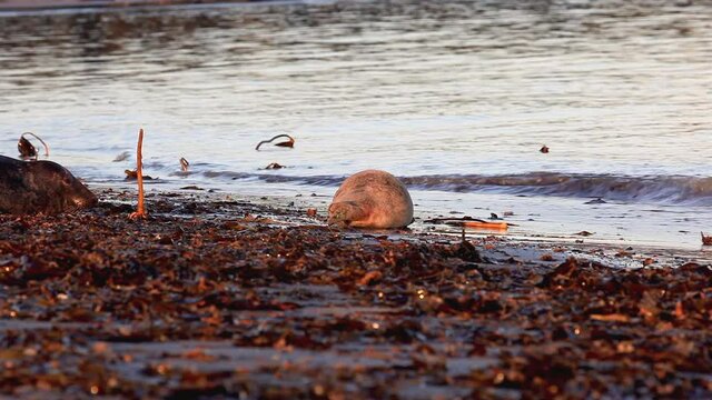 Scenery with Gray Seal on island of Helgoland, Duene, Germany