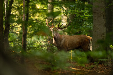 The Red Deer stag during the rutting season in the Carpathians.