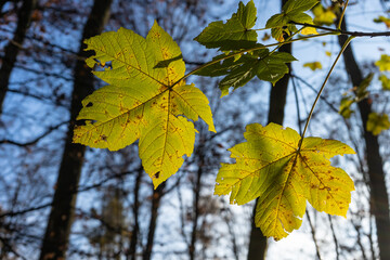 Die letzten Ahornblätter im Herbst von der Sonne durchleuchtet