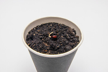 Paper cup with earth with sprouted apple seed. Young sprout in the ground.Macro shot of nature - a close-up of an apple seed emerging from a new seedling.