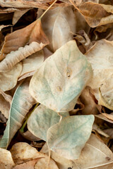 dry leafs fall down on ground, autumn background.selective focus. macro. close up. top view