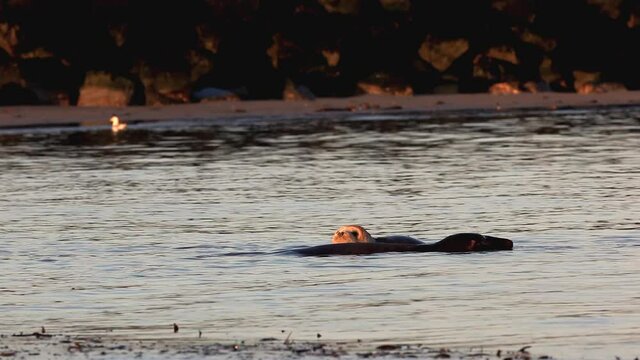 Scenery with Gray Seal on island of Helgoland, Duene, Germany