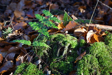 Kleines Farn wächst auf einem alten, mit Moos überwachsenen Baumstumpf mit Herbstlaub