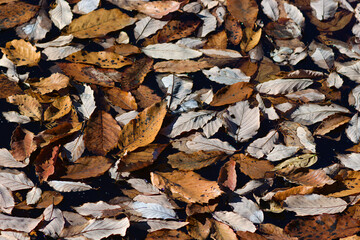 fallen leaves on the pond