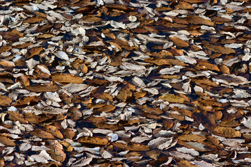 fallen leaves on the pond