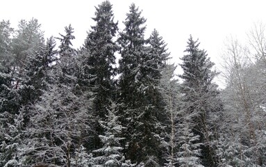 snow covered trees