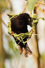 The Vieillot's black weaver (Ploceus nigerrimus) sits at the nest. A large black weaver with a yellow eye begins to weave a nest of green blades of grass.