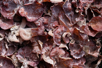 Ear mushroom or jelly ear mushroom background and texture.