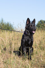 Black old german shepherd pup sitting in the grass