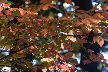 autumn leaves in the sun
