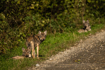 Young Grey Wolf. The Carpathian Mountains. Poland