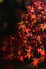 red autumn leaves