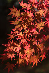 red maple leaves