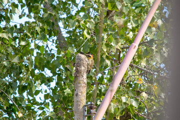 ave que vigila desde lo alto, en un poste de luz olvidado 
