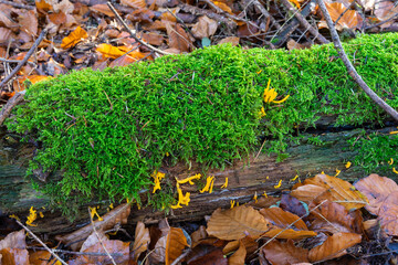 Knall gelbe Pilze auf einem bemoosten Baumstamm und Herbstlaub im Hintergrund