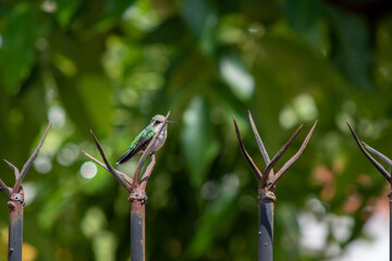 cuenta la leyenda , que nuestros seres querido nos visitan en forma de picaflor o colibrí © jhoni