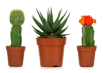 cactussen op witte achtergrond