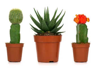 Deurstickers Cactus in pot cactussen op witte achtergrond