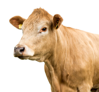 cow on a white background isolated