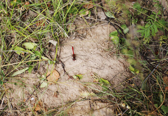 Close up of red dragonfly resting on the ground among green grass. Russia region insects. 