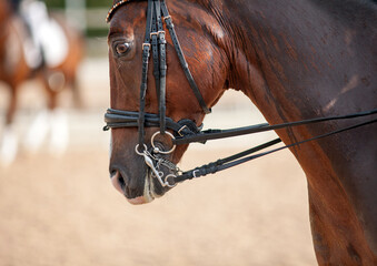 Portrait of a sporty bay red horse with a bridle.