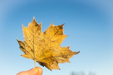 yellow, frozen autumn maple leaf held in fingers on blue background on frosty early winter morning