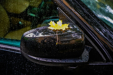 close up image. rearview mirror. Fragment of the right side of the black car, covered with wet adhered fallen leaf of maple and drops of rain autumn