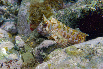 Tompot Blenny (Parablennius gattorugine) in Mediterranean Sea