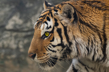 鋭い眼差し　猛獣トラ