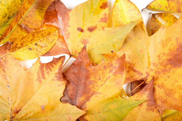 Autumn golden leaves picture