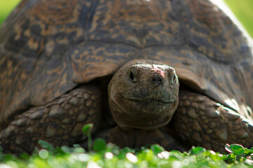 Close up of a cute turtle lying in the green grass.