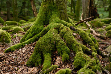 Mossy root