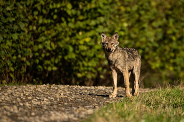 Young Grey Wolf. The Carpathian Mountains. Poland