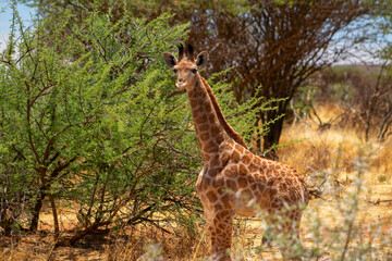 Wild african life. A baby South African giraffe on savannah on a sunny day.