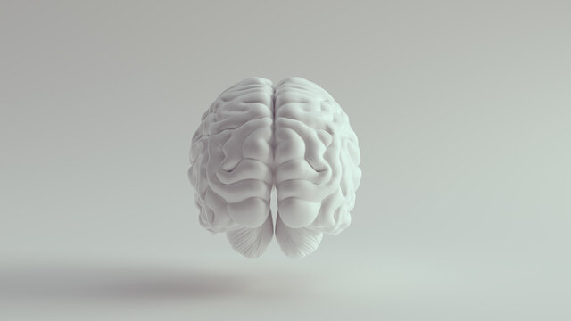 White Porcelain Anatomical Brain Rear 3d illustration render