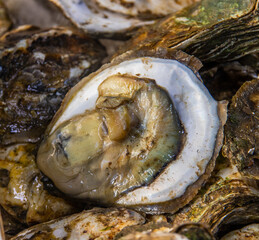 oyster seafood from Naklua  Thailand Asia
