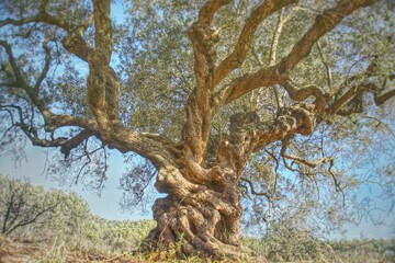Fototapeta na wymiar Gran olivo