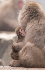 優しく子を抱くニホンザルの親子