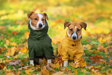 Close up portrait of two  jack russell dog in a clothes  in the autumn park