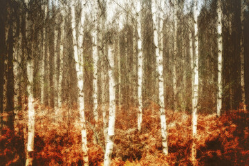 Birch forest at autumn