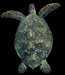 Fototapeta premium turtle on a white background