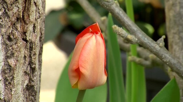 Zeitraffer einer sich &ouml;ffnenden orangefarbenen Tulpenbl&uuml;te