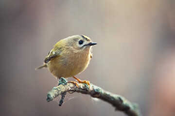 Single small Goldcrest bird sitting on tree branch