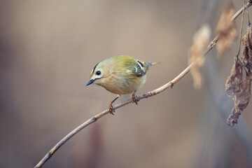Single small Goldcrest bird sitting on tree branch