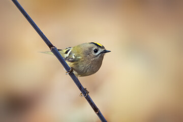 Single small Goldcrest bird sitting on tree branch