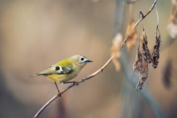 Single small Goldcrest bird sitting on tree branch